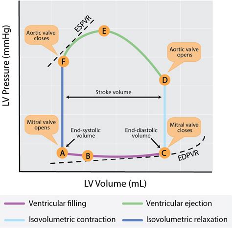 why study pv loops